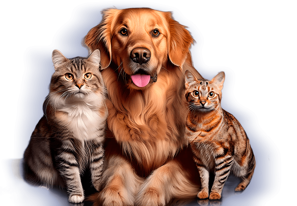 dog&cat