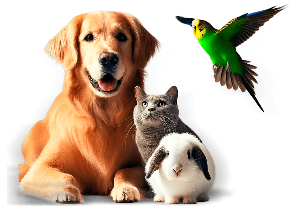 allpets
