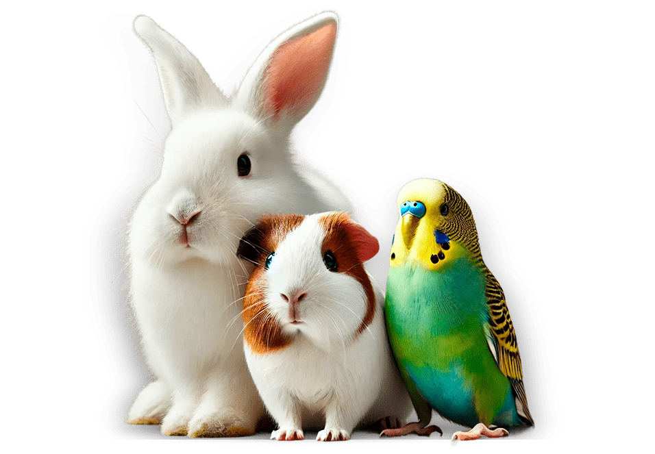 pets3